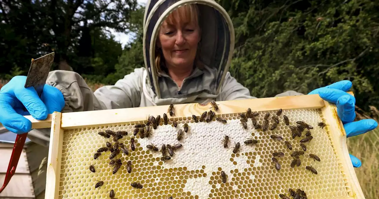 Hillsborough Castle buzzing over native Irish honey bees once thought extinct