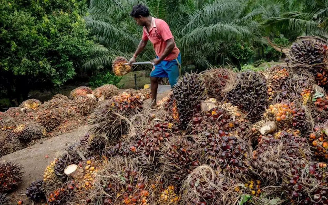 Rasio DMO Jadi 9 Kali, Petani Sangsi Harga TBS Sawit Naik