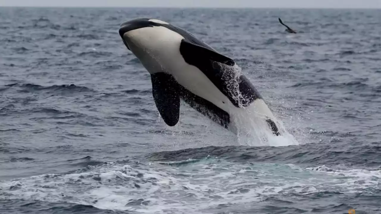 World’s wildlife more at risk than realised - study