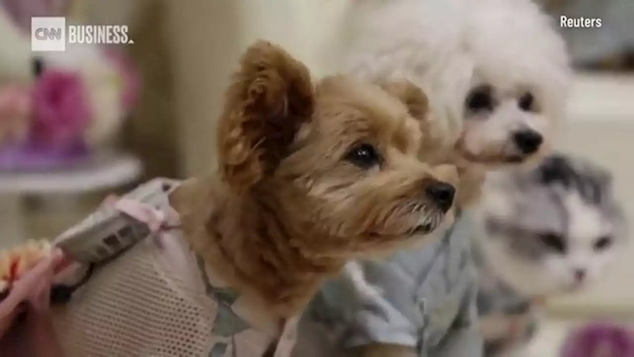 Dogs in Tokyo cool down with wearable fans - CNN Video