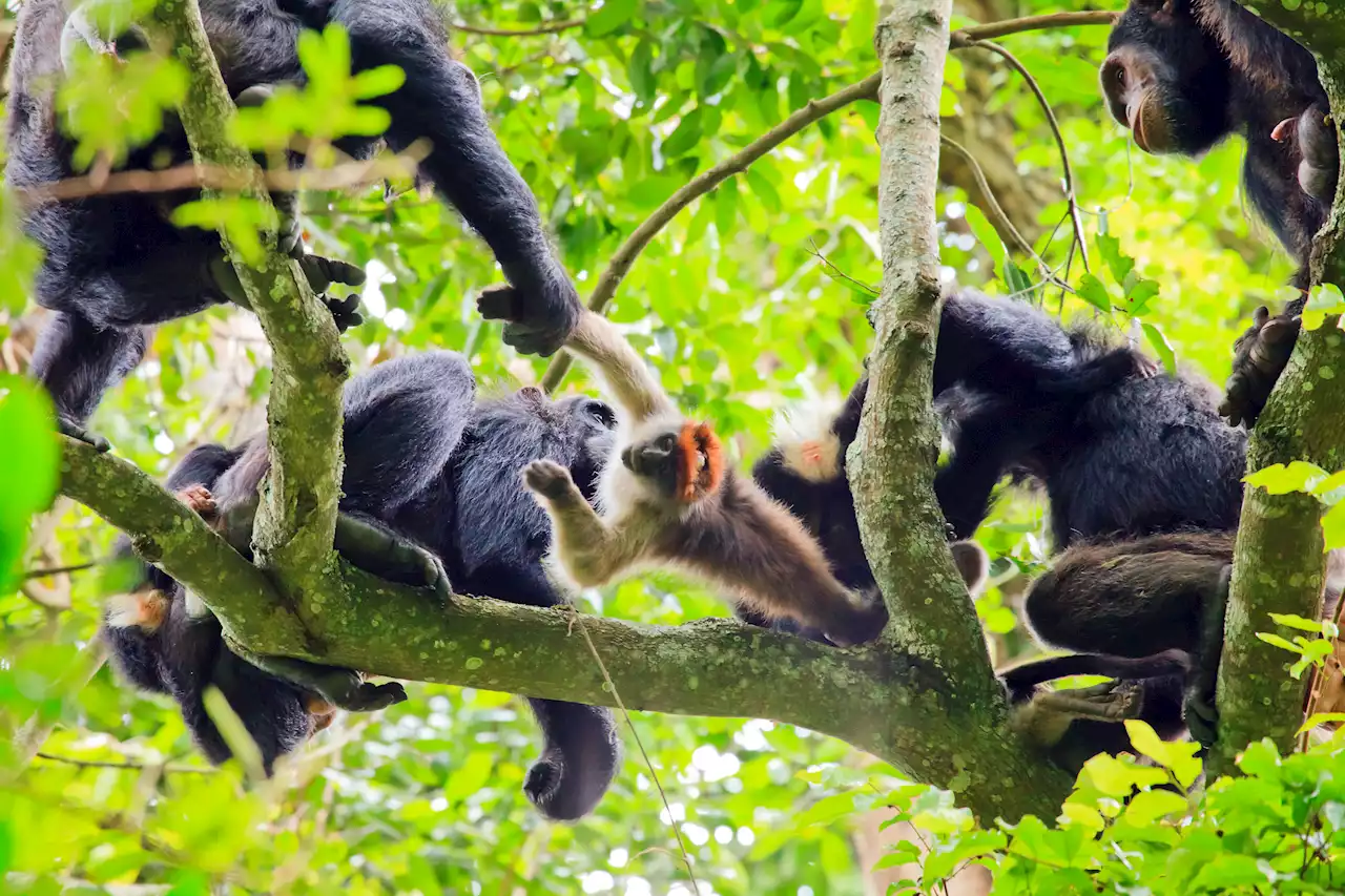 Like Humans, Chimpanzees Talk to Coordinate Cooperative Hunts