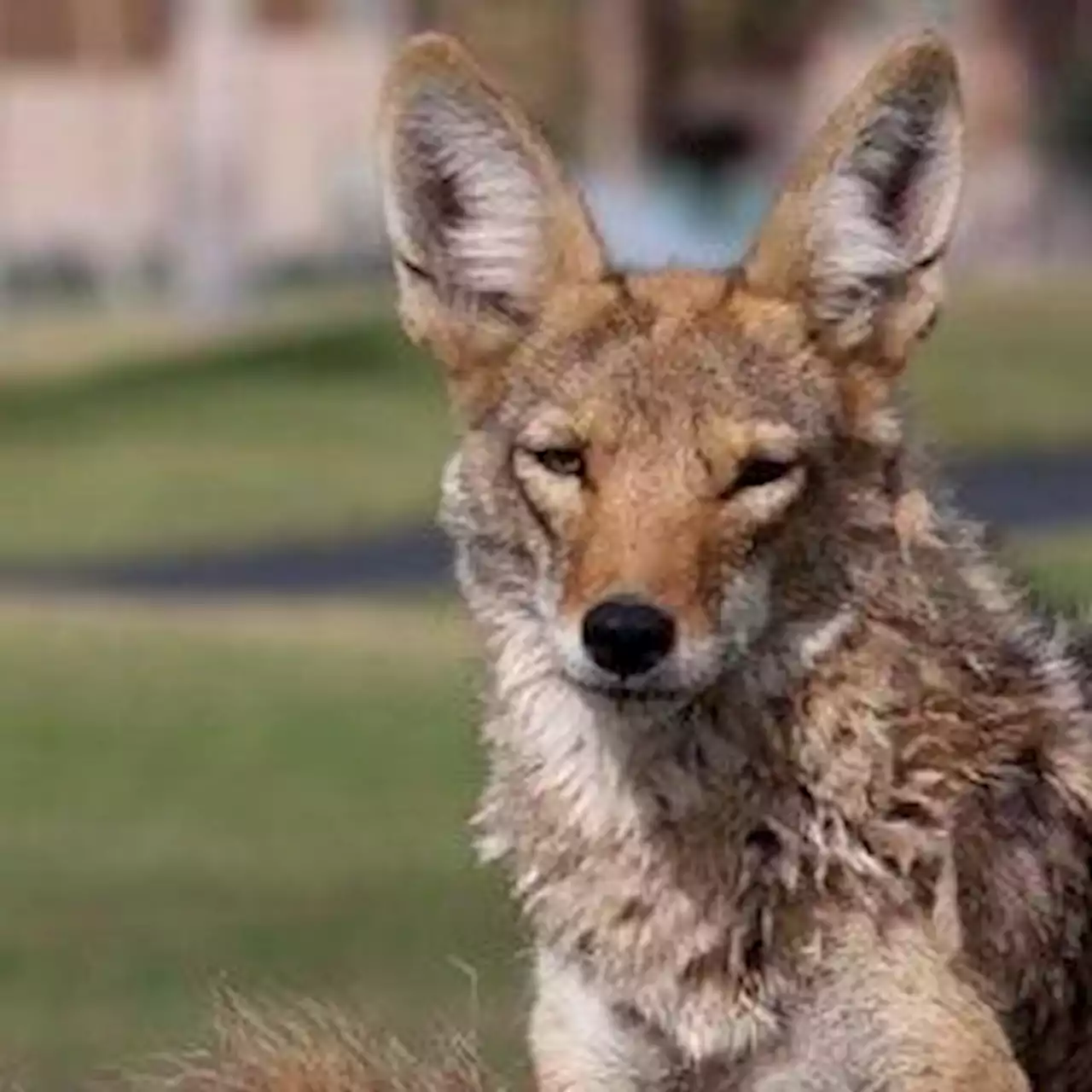 Coyotes are here to stay in North American cities: How to appreciate them from a distance