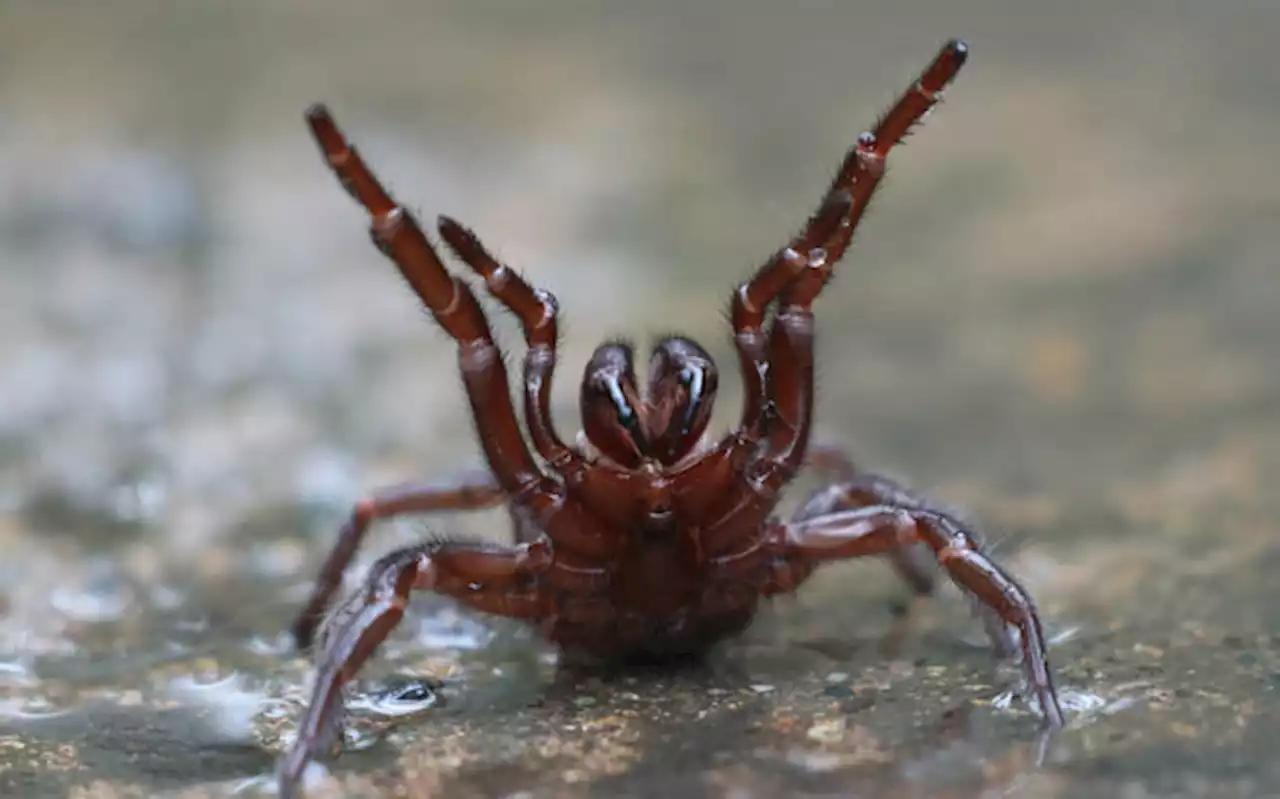 US man arrested for starting wildfire by trying to burn a spider