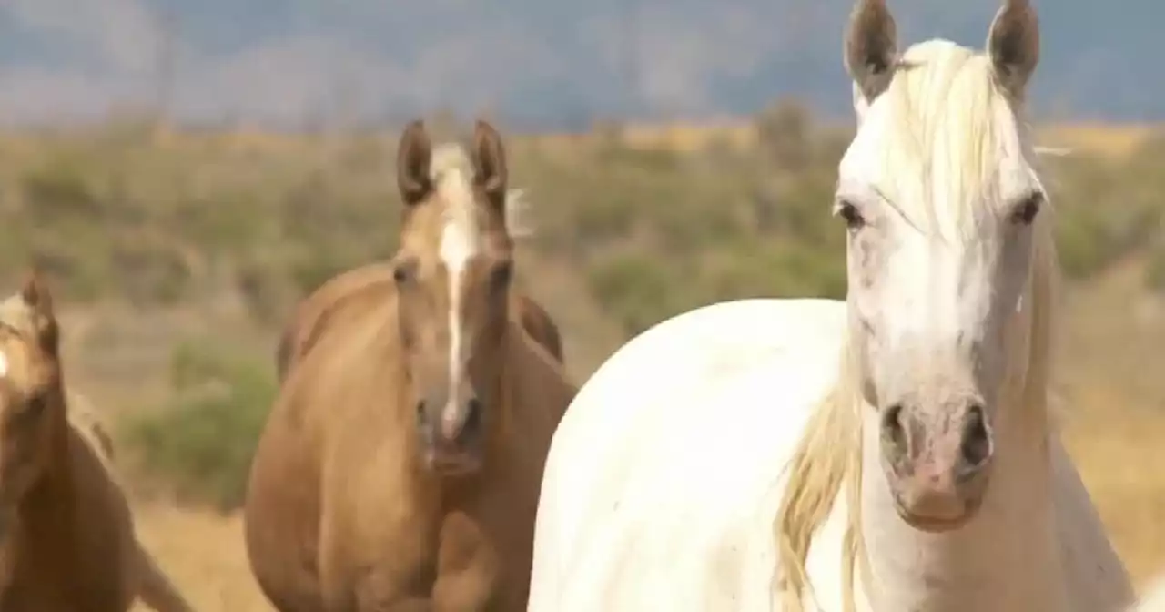 Authorities investigate serial livestock killings in Juab County