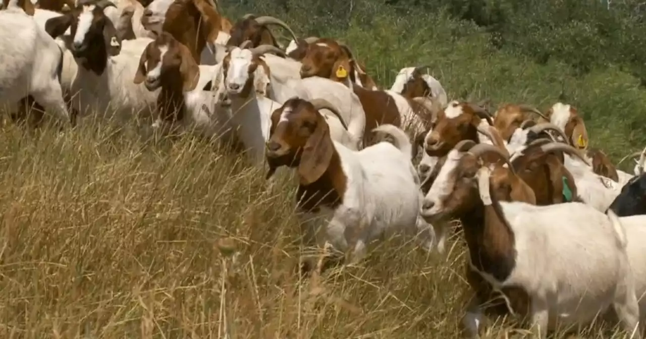 Goats and sheep used to help prevent Utah wildfires