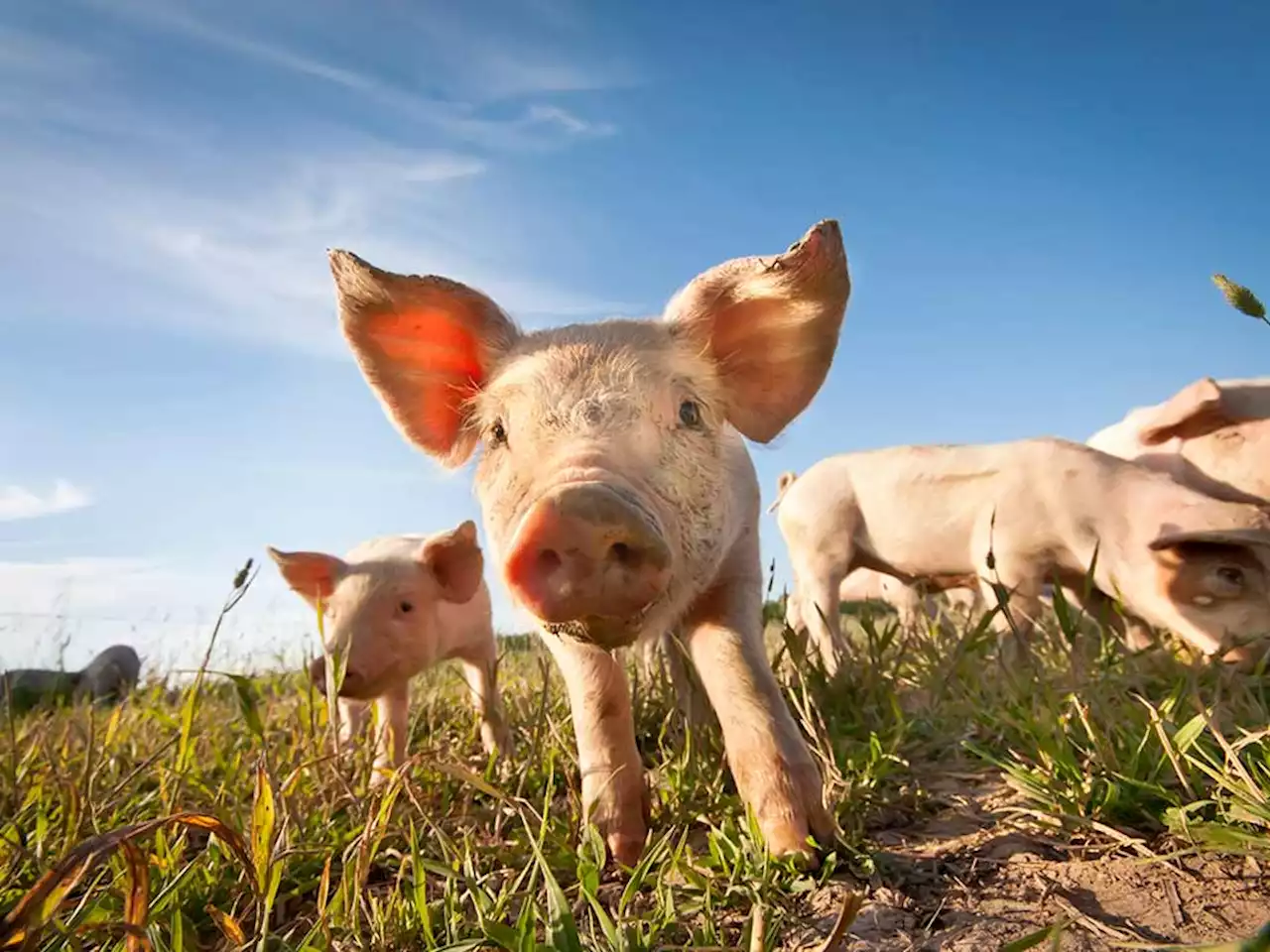 Scientists revive cells and organs in dead pigs
