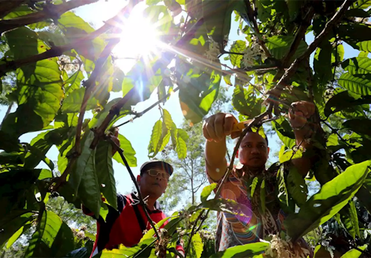 Bara Api Kerusuhan dari Ketenangan Kampung Penghasil Kopi di Jember