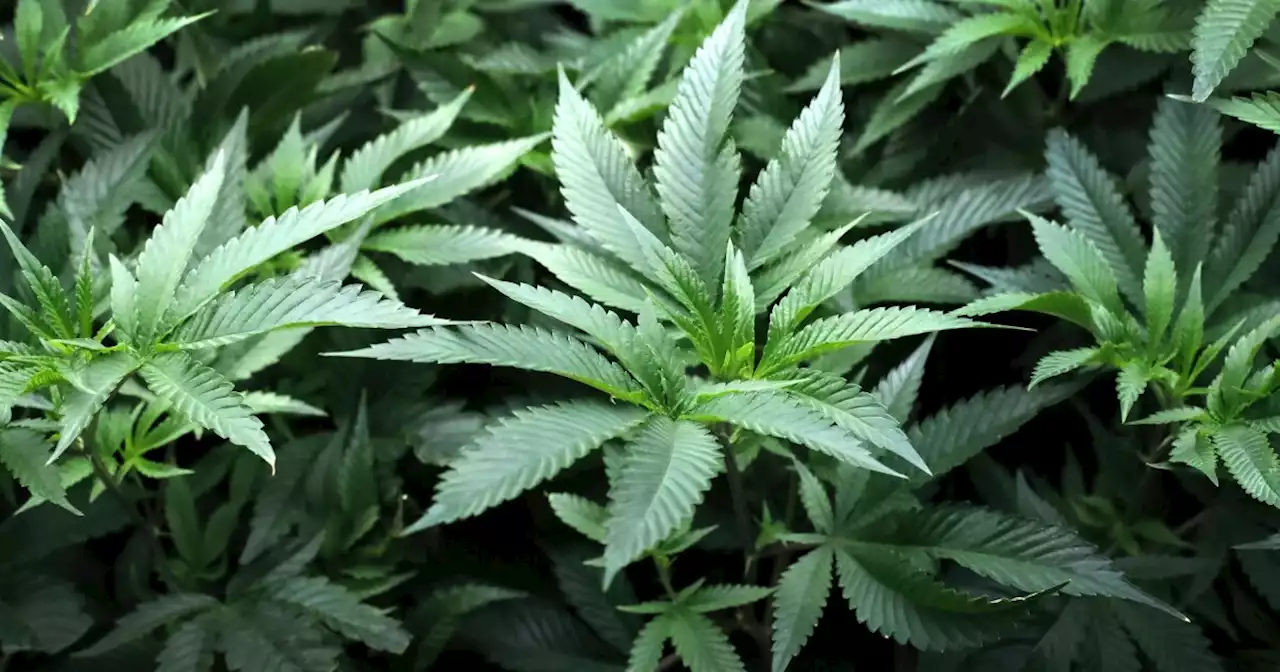 Pima County changes zoning laws for marijuana