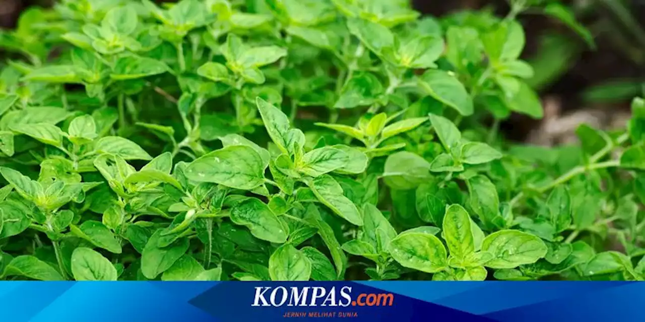 Cara Memanen Tanaman Oregano agar Tumbuh Subur Kembali