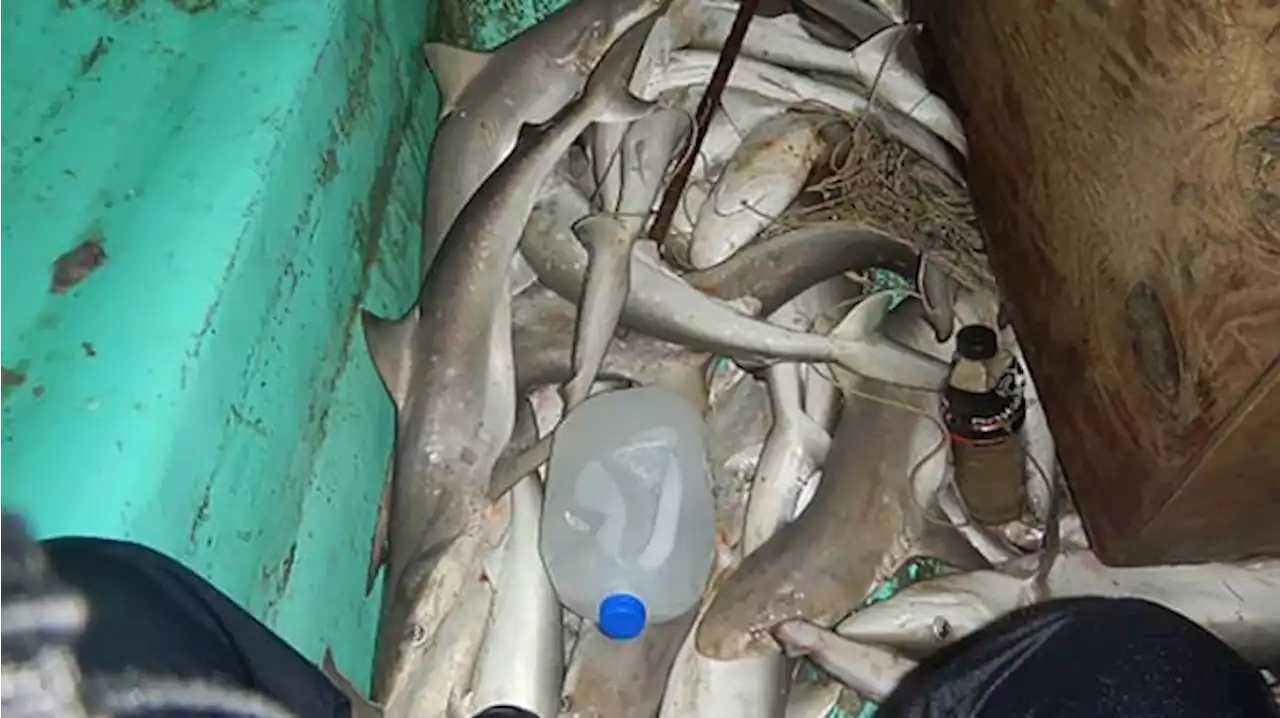 40 sharks caught illegally off South Texas coast, Coast Guard says