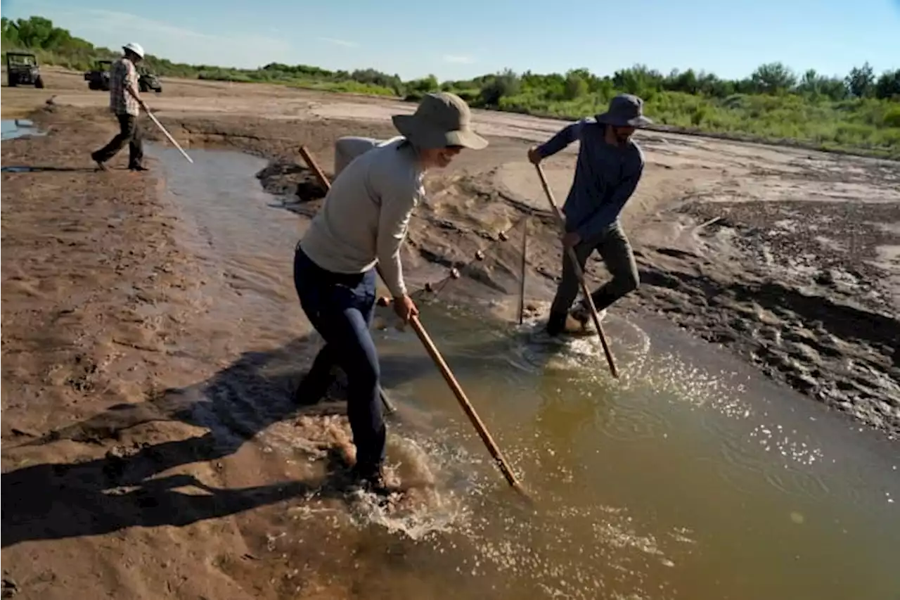 A race to save fish as Rio Grande dries, even in Albuquerque