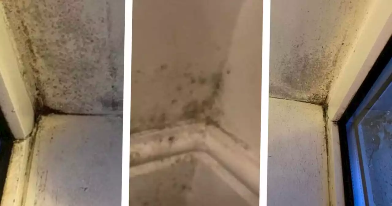 Nurse 'living in mould-infested house with windows jammed shut'