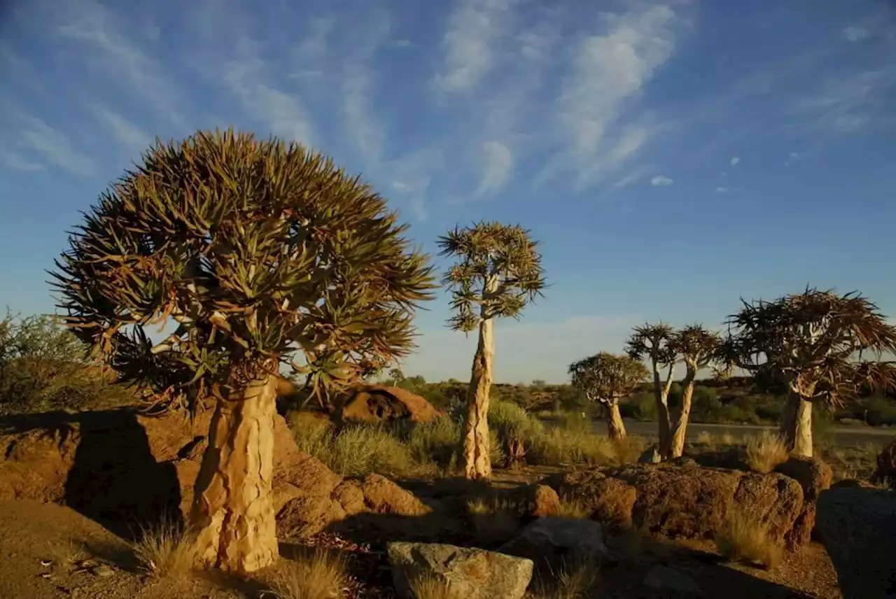 Poachers, climate change push South Africa’s succulents to the brink