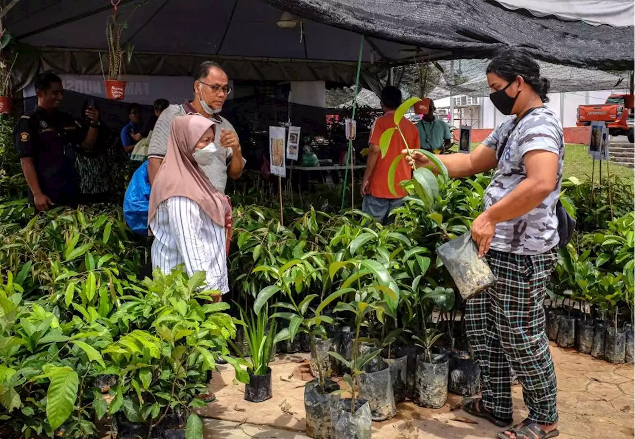 Maha 2022: Durian saplings snapped up by green thumbs at exhibition