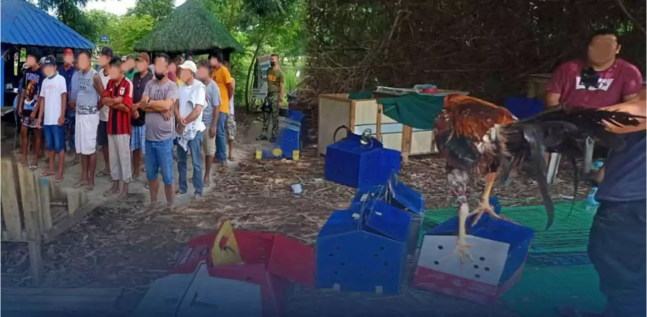 Police raid ‘tupada’ in Kalinga, 32 ‘sabungeros’ arrested