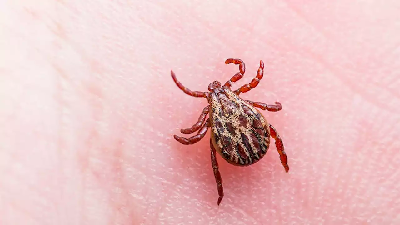 Insurance Data Shows Big Rise in Lyme Disease in US