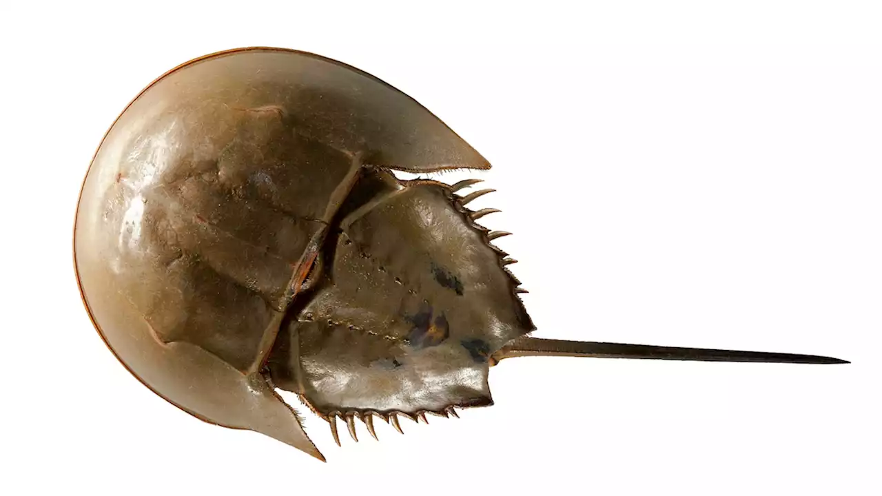 Horseshoe crab blood saves lives. Can we protect these animals from ourselves?