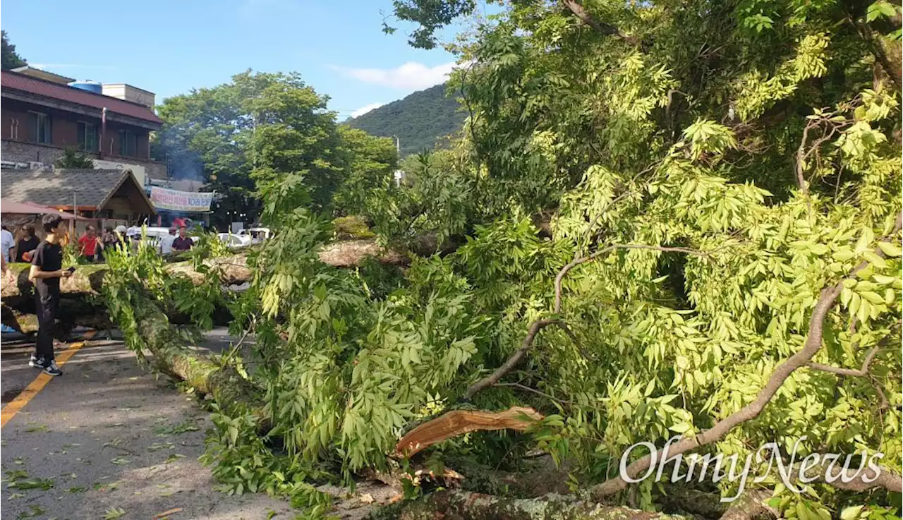 지리산 달궁야영장 쪽 느티나무 쓰러져 차량 4대 파손