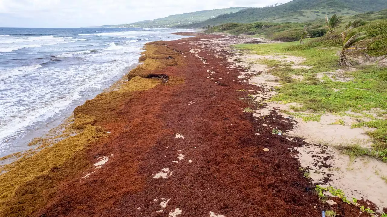 Record amount of seaweed is choking shores in Caribbean: ‘It is absolutely devastating’