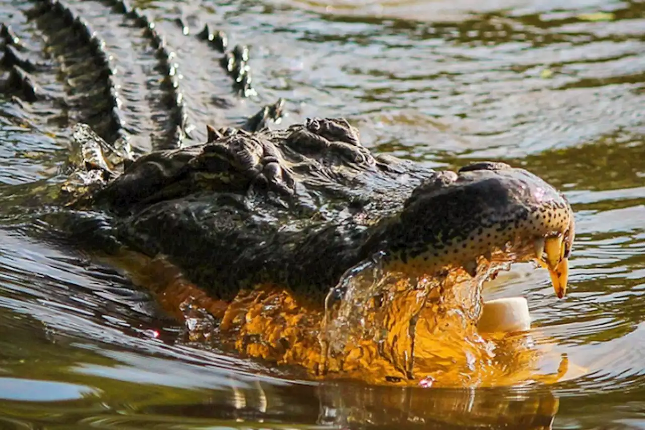 Remaja 15 Tahun di Ternate Tewas Diterkam Buaya, Jasad Diseret ke Tengah Danau - Pikiran-Rakyat.com