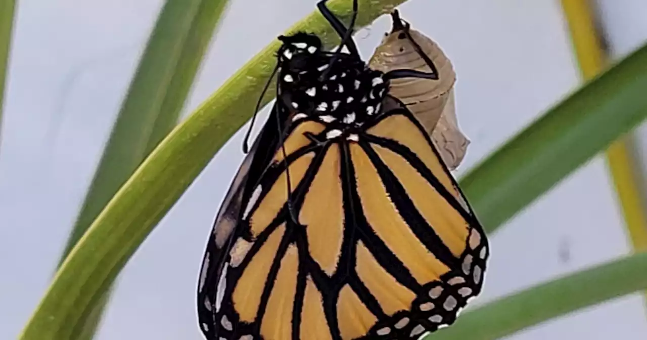 Opinion: There are things Southern Californians can do to help save monarch butterflies