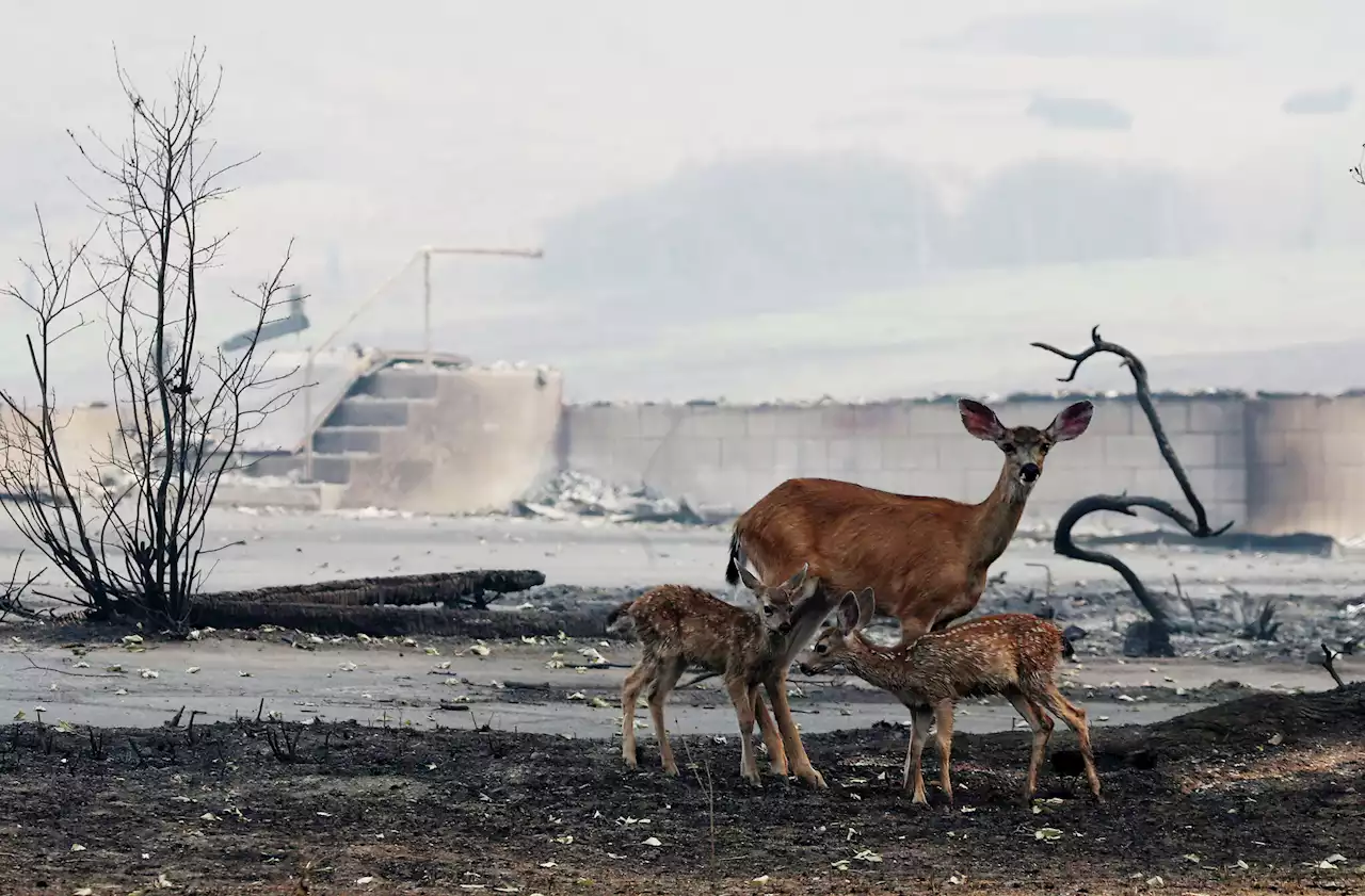 Photos show the fiery obliteration of a California town