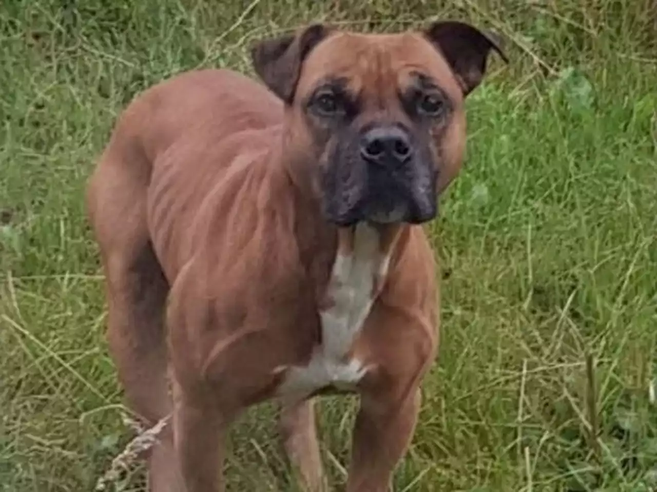 Escaped 'dangerous' dog had bitten officer and tried to attack children in Shrewsbury, say police