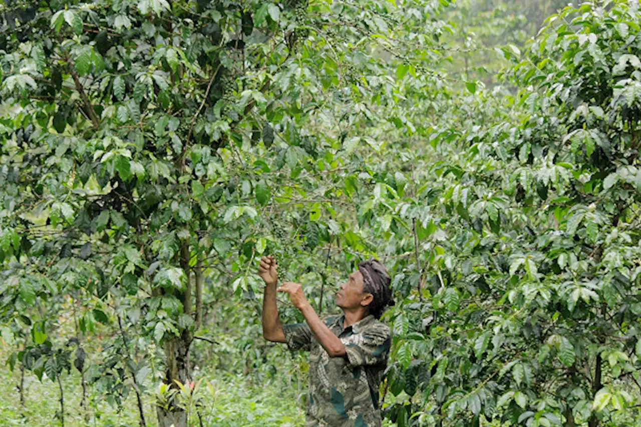 Kopi Liberica Ratusan Tahun di Antara Pinus Wonogiri