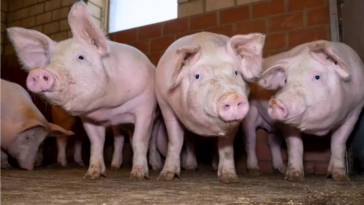 Tierstudie: Nach Tod Zell- und Organfunktionen wieder hergestellt