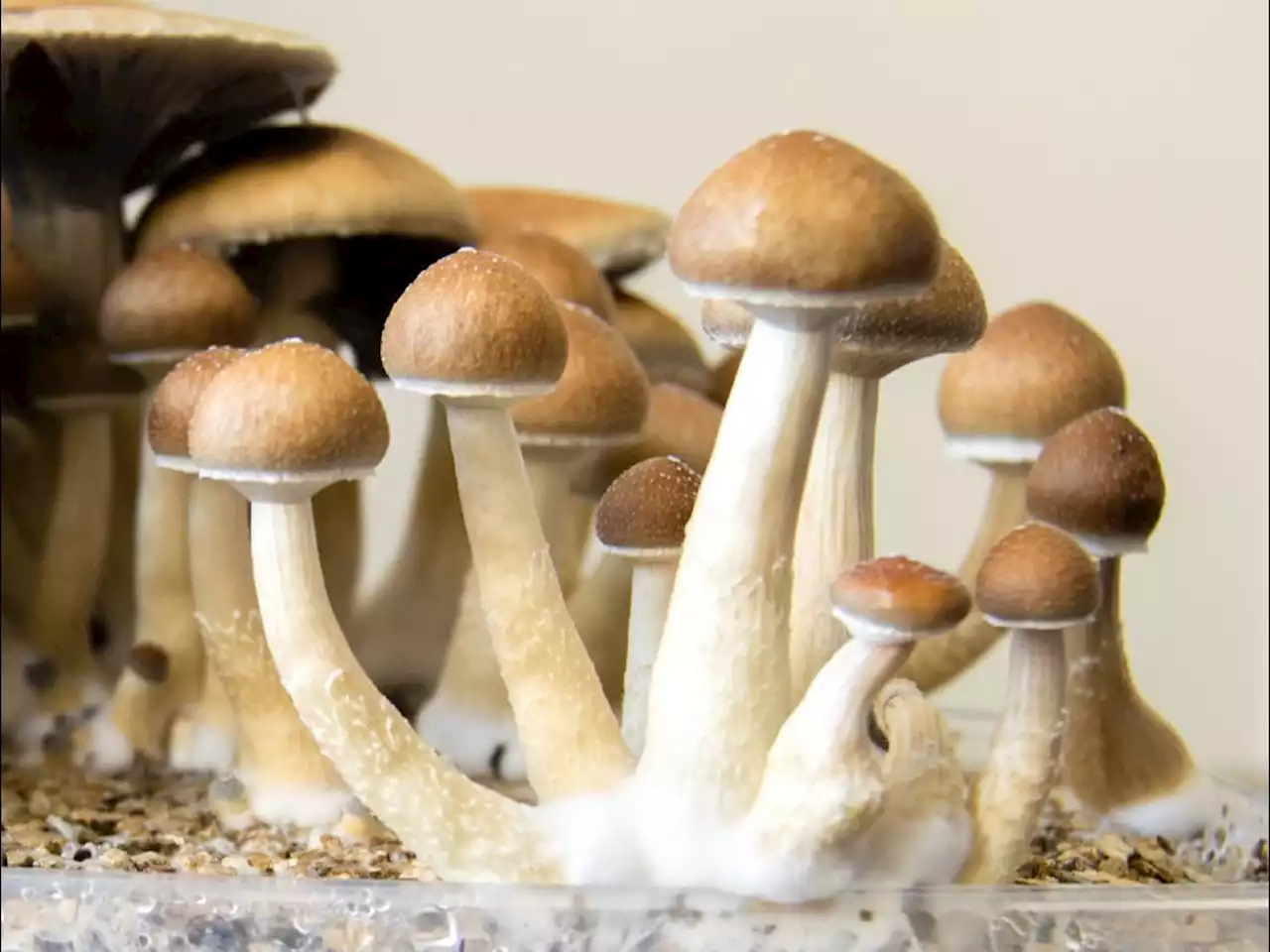 10/3 podcast: Canadian patients fighting for psilocybin access sue federal government