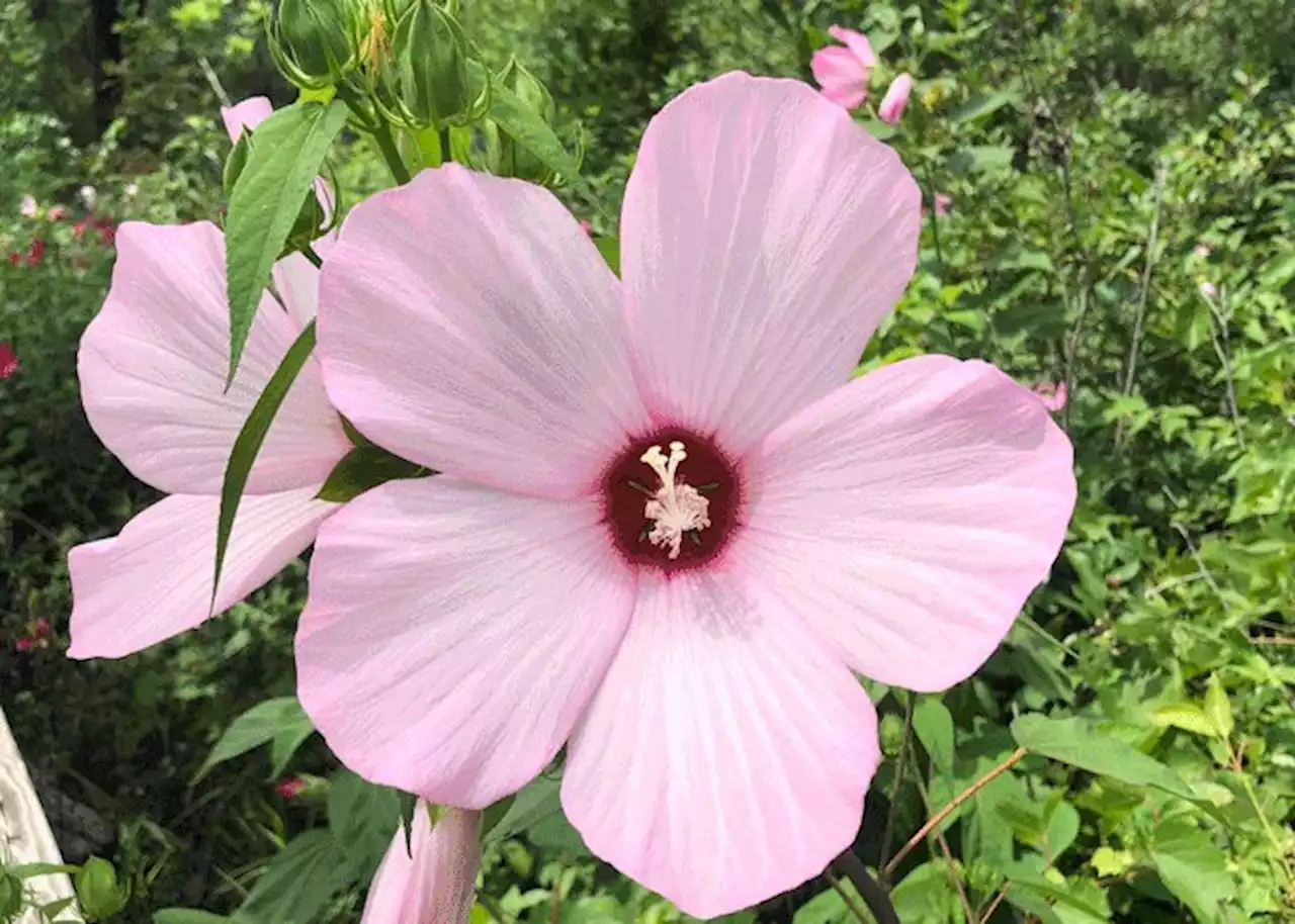 Nature’s Flower Show: Check Out the Swamp Rose Mallow at Sand Ridge Nature Center