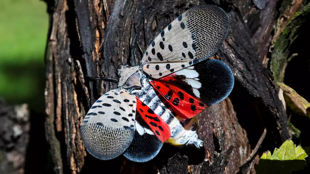 'Step on them and smash them': What to know about invasion of spotted lanternfly