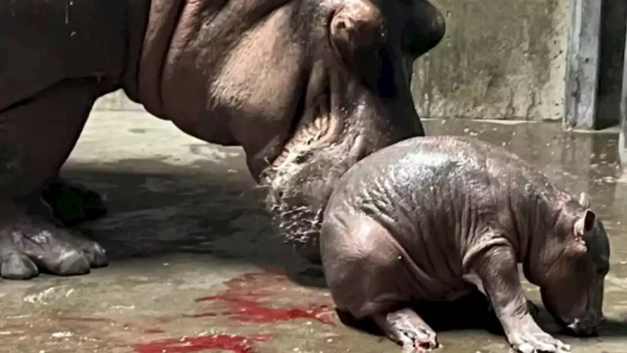 Fiona gets a sibling: Baby hippo born at Cincinnati Zoo