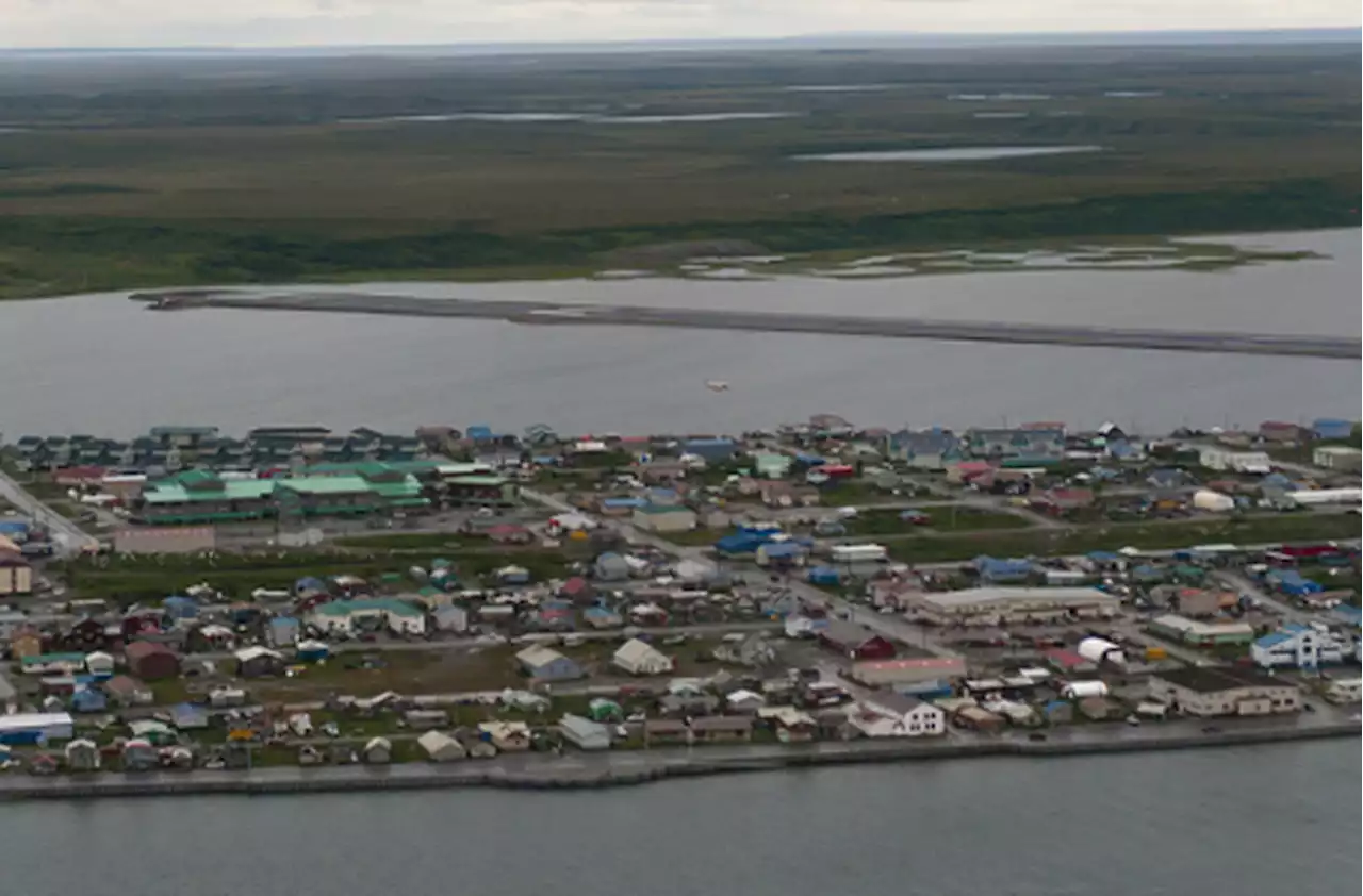 Oklahoma man receives fine, suspension of license for musk ox harvested on subsistence permit