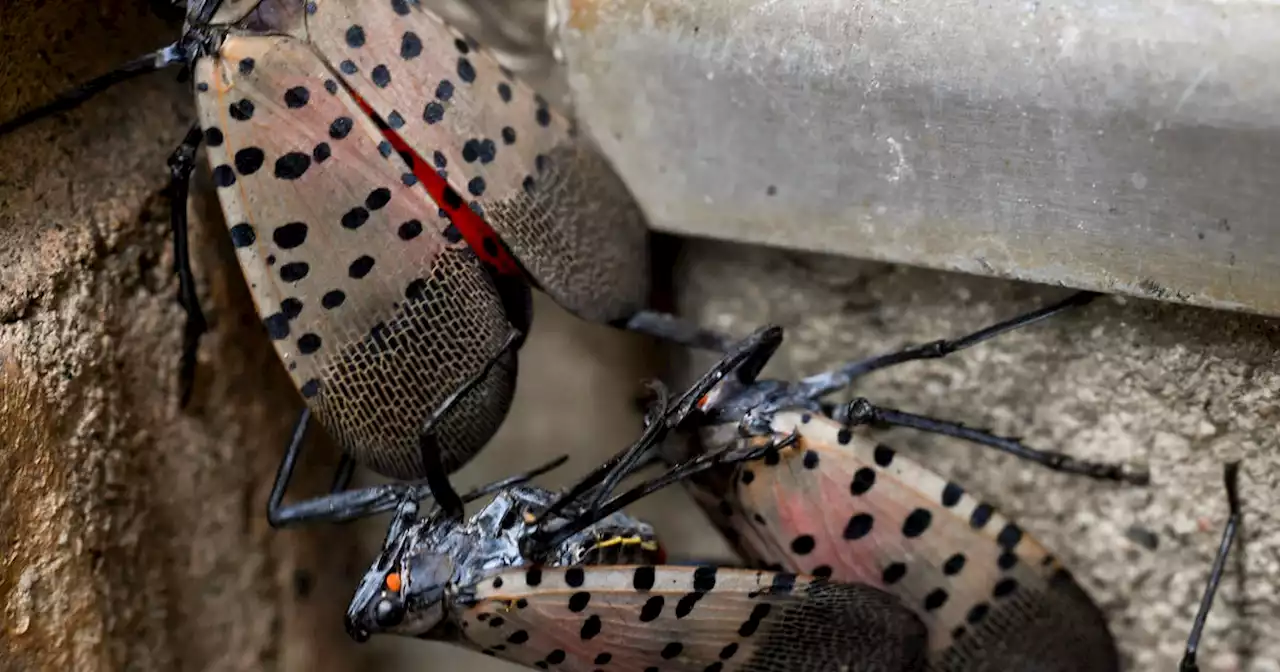 The invasive spotted lanternfly is back. Officials want you to immediately squish them.