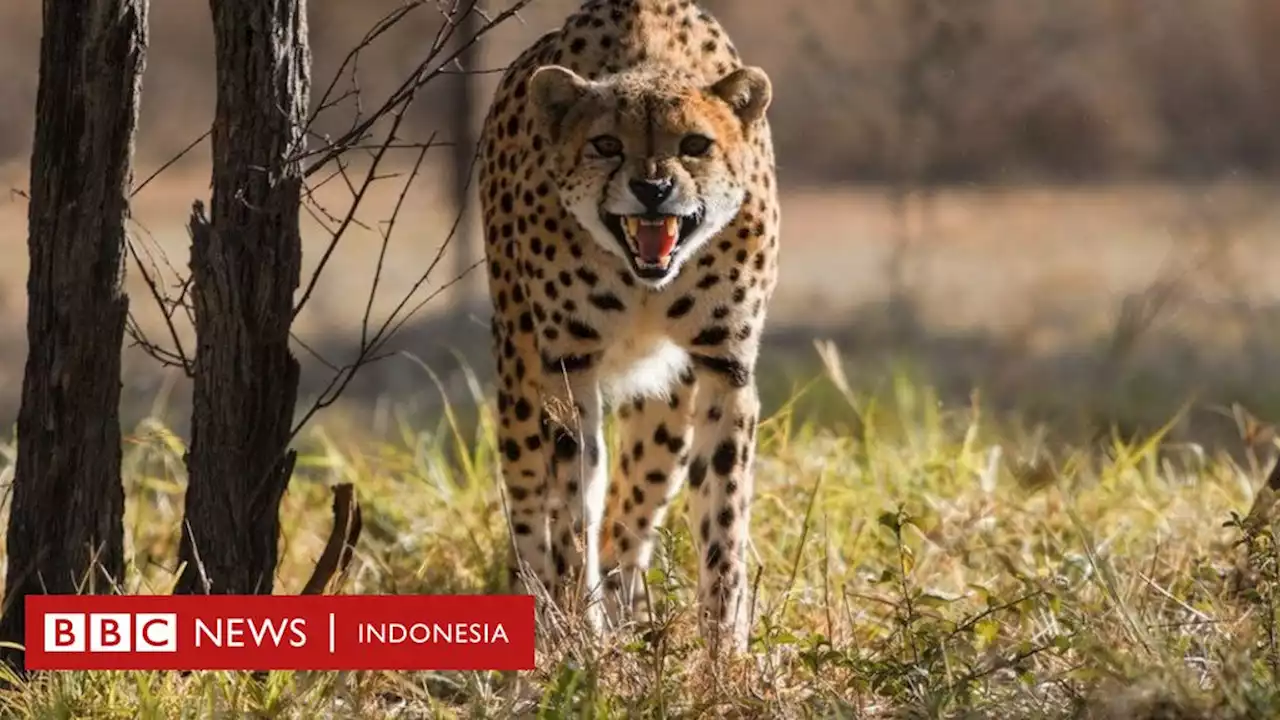 Citah: Punah di India setengah abad lalu, mengapa sekelompok citah kini justru didatangkan lagi dari Afrika? - BBC News Indonesia