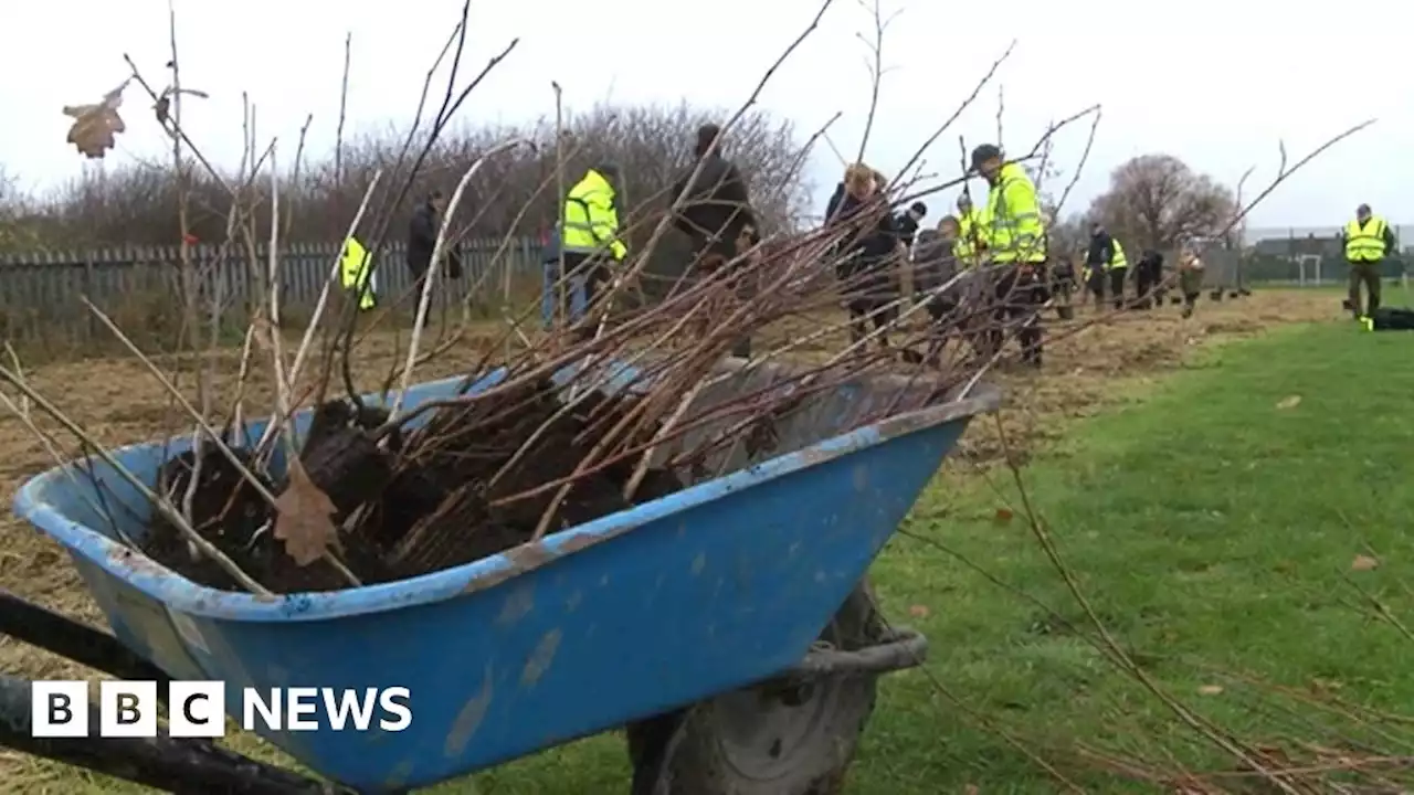 North tree planting project hoped to absorb 600,000 tonnes of CO2