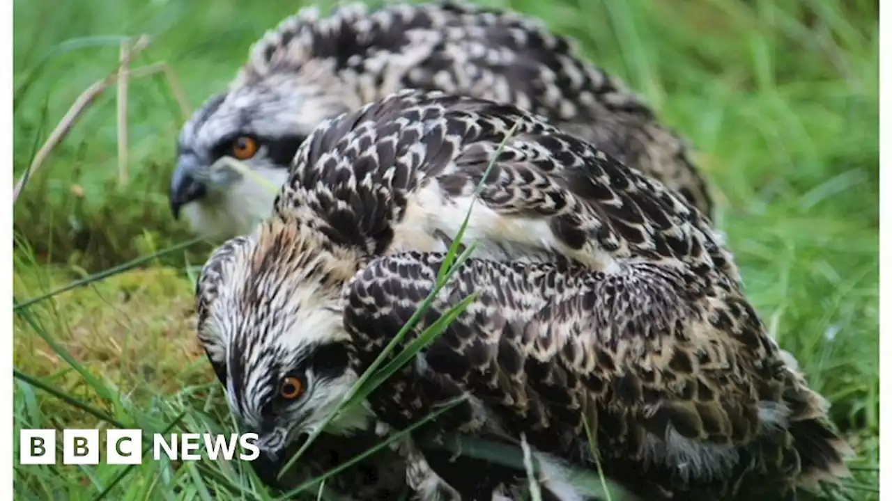 Ospreys: Chicks born to county's first recorded breeding pair