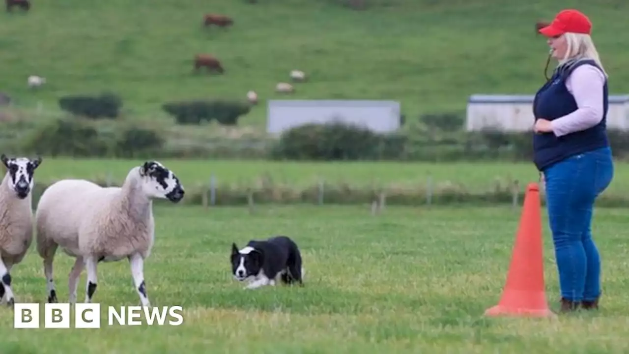 World Sheepdog Trails: Preparation underway for 2023 NI event