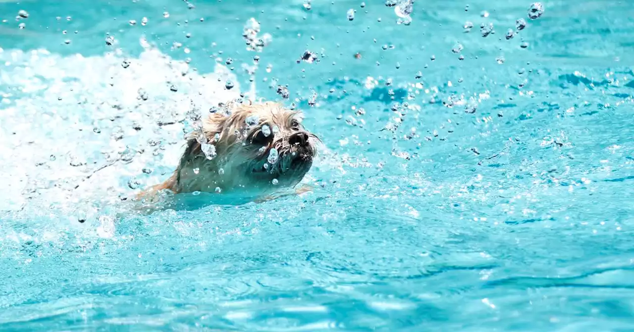 Dogs can dive in and splash around at these summer-ending pool parties