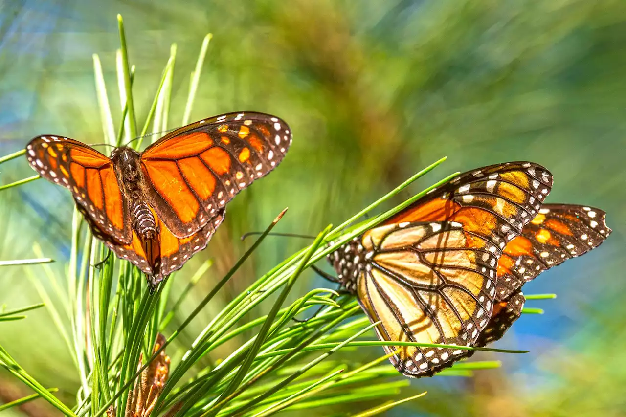 Monarchs declared endangered, tropical milkweed partly to blame