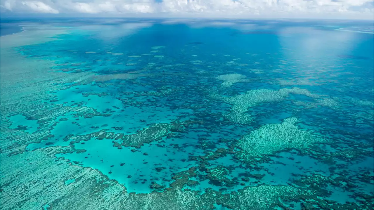 Finally, Some Good News From Australia's Great Barrier Reef