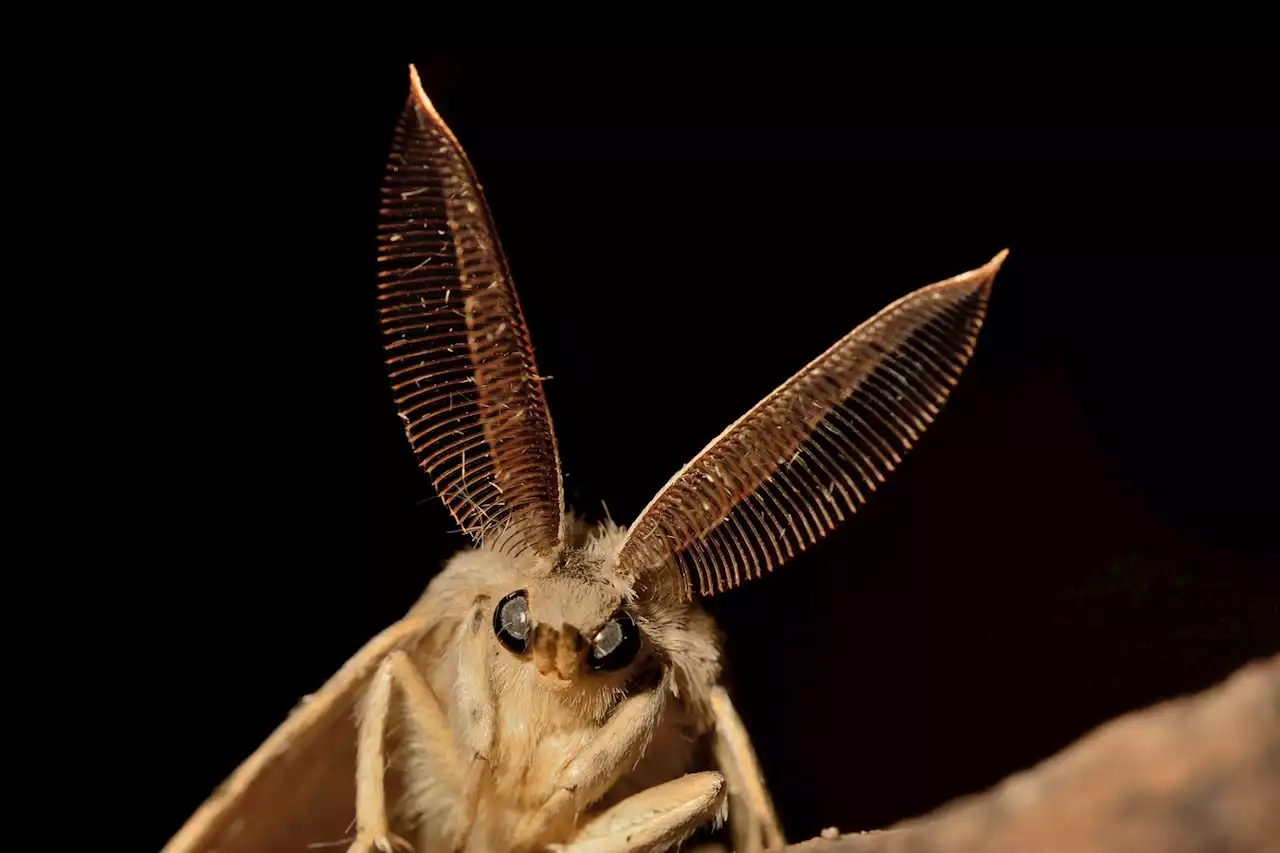 Scientists discover moths’ nocturnal ‘pollination services’