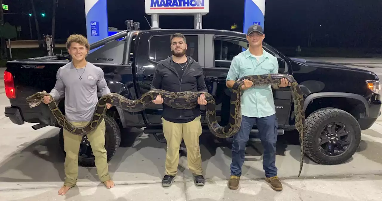 Amateur hunters capture nearly 18-foot python days before annual competition