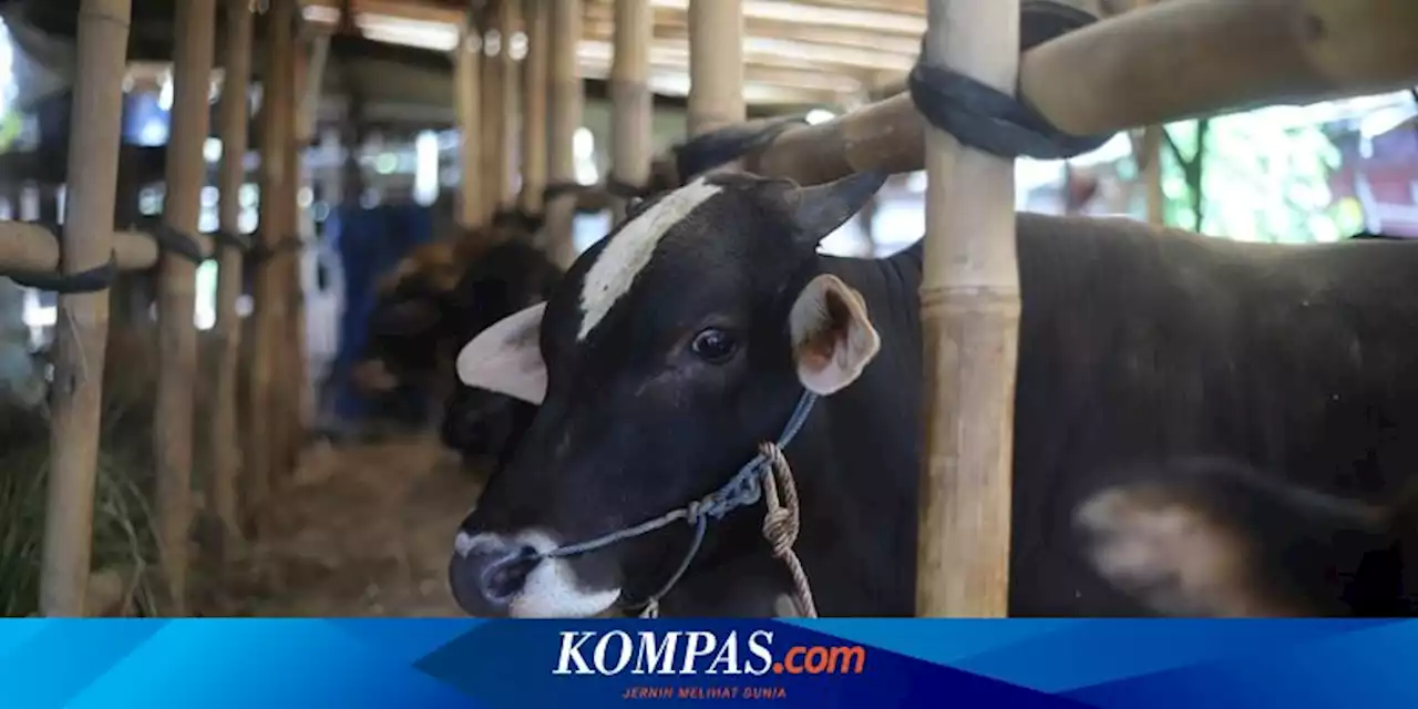 40 Sapi di Padang Terjangkit PMK Setelah Idul Adha