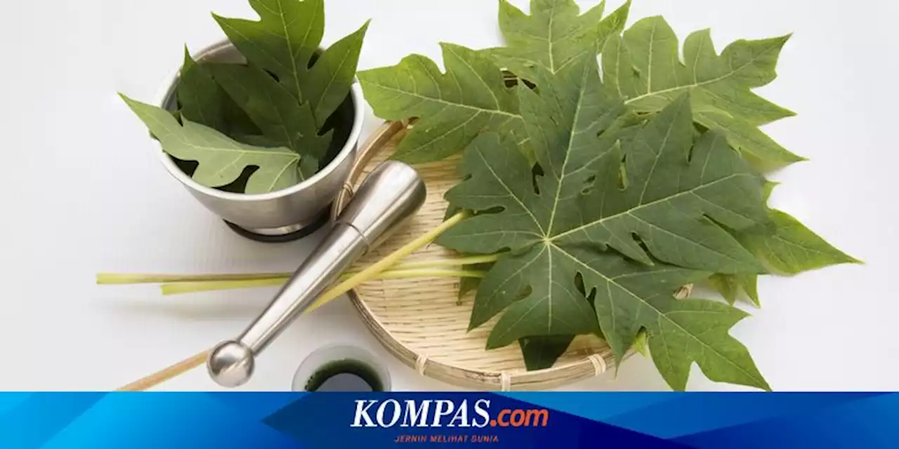 5 Cara Olah Daun Pepaya, Cepat Empuk dan Tidak Pahit