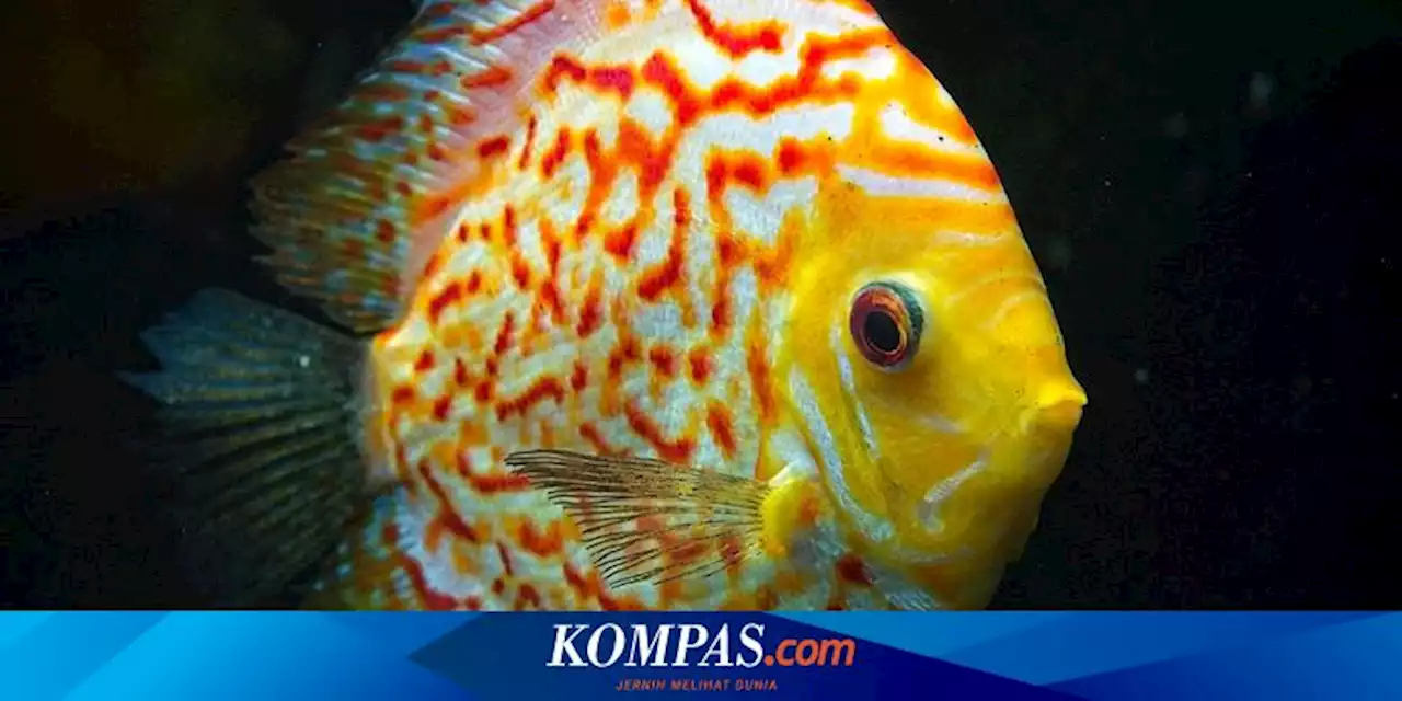 5 Jenis Ikan yang Dapat Dipelihara Bersama Ikan Discus