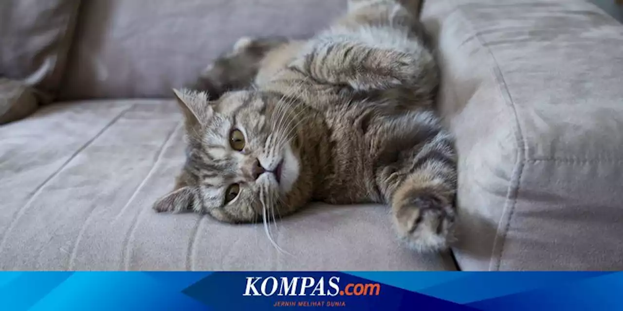 Cara Menghilangkan Bau Urine Kucing pada Sofa Kain