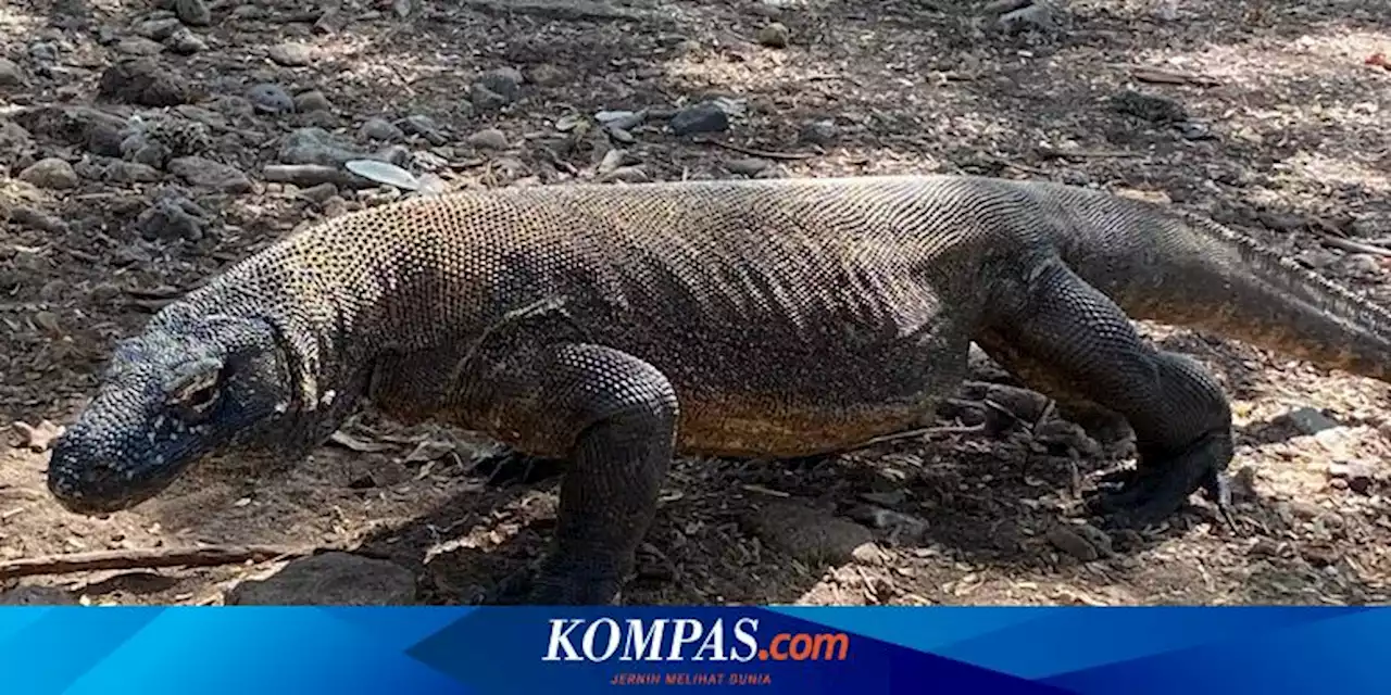 Mengenal Fauna Indonesia Bagian Tengah, Ada Komodo