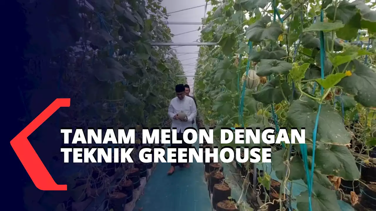 Buah Melon Green House Bisa Dipanen Kapan Saja